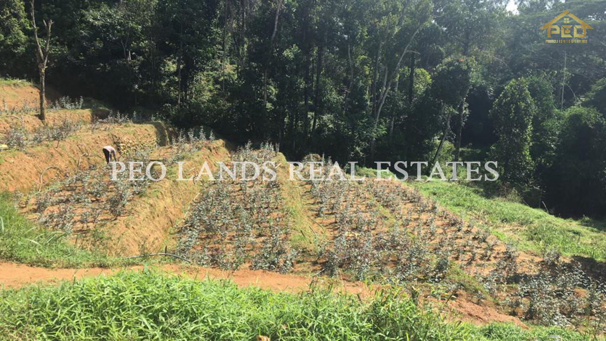 (P216) Land for Sale in Bandarawela