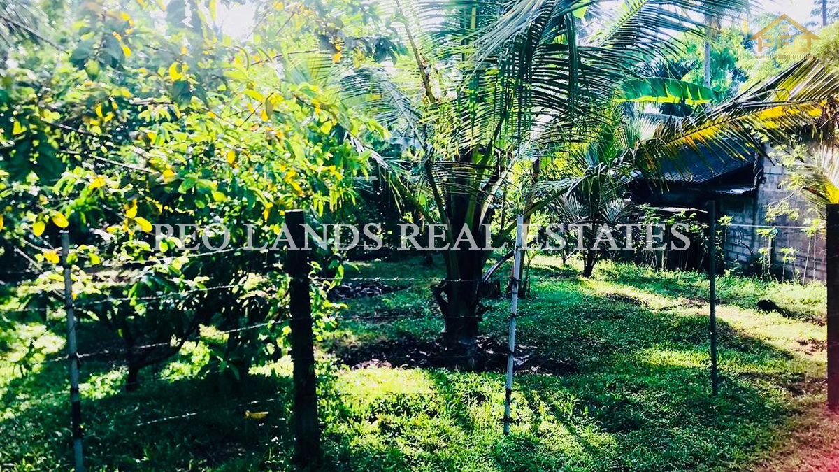 (K135) 19 perch Bare Land for Sale in Minuwangoda