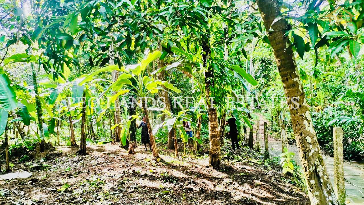 (K137) 17 Perch Bare Land for Sale in Near Gampaha