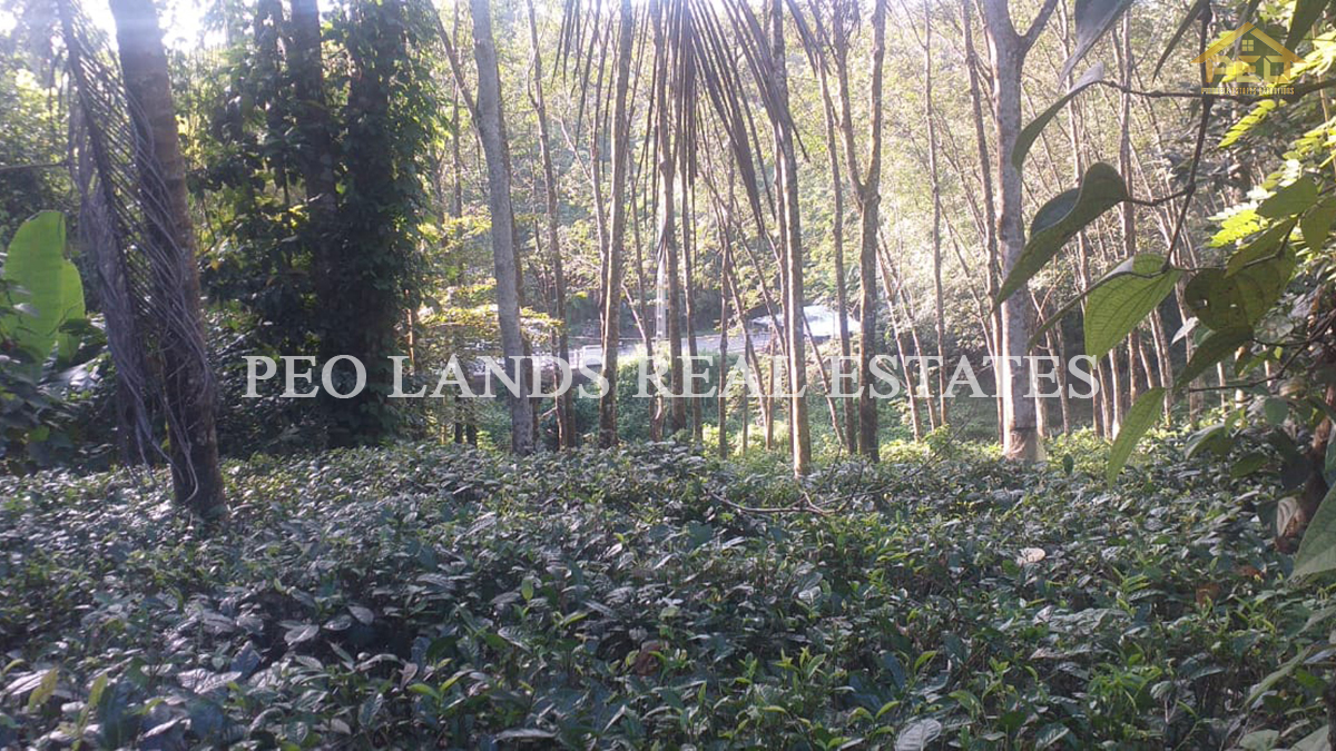 (DL232) 225 Perch Bare Land for Sale in Nittambuwa