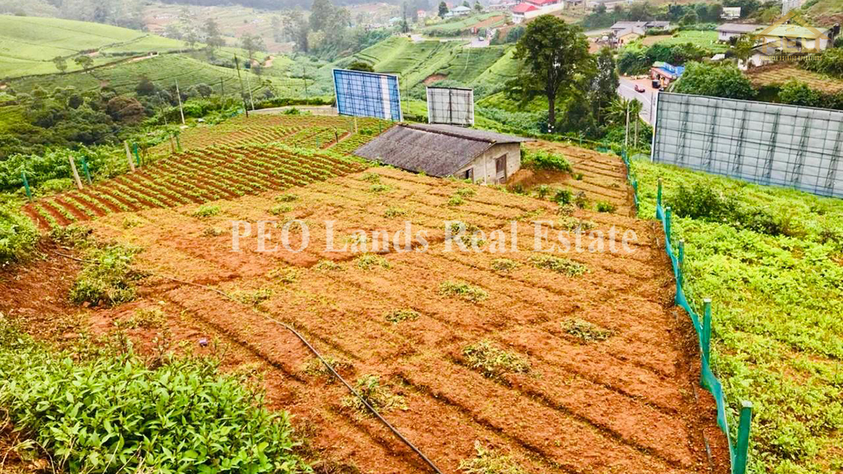 (P251) 84.85 perch Bare Land for Sale in Kandy –Nuwara Eliya main road