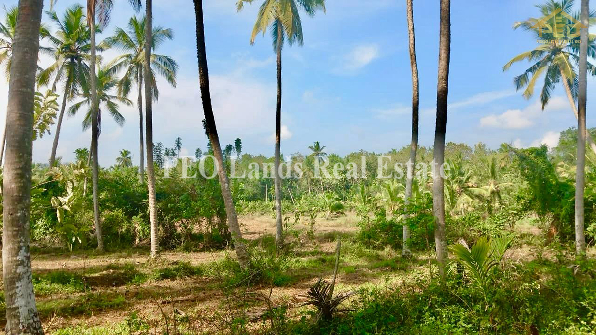 (DL372) Coconut Land With 448P For Sale in Mulgirigala