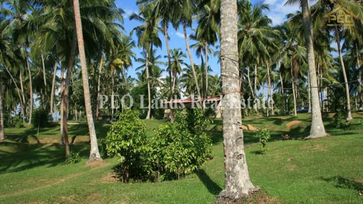 (DL486) 6 Acres Coconut Land for Sale Karandeniya