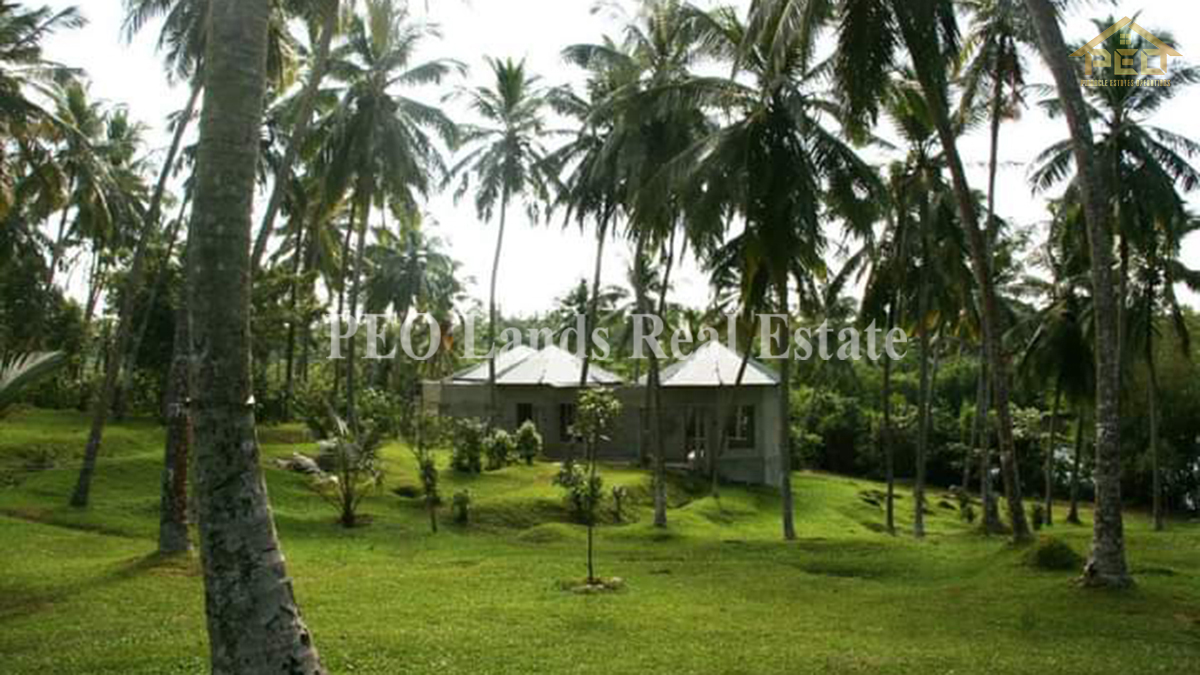 (DL486) 6 Acres Coconut Land for Sale Karandeniya