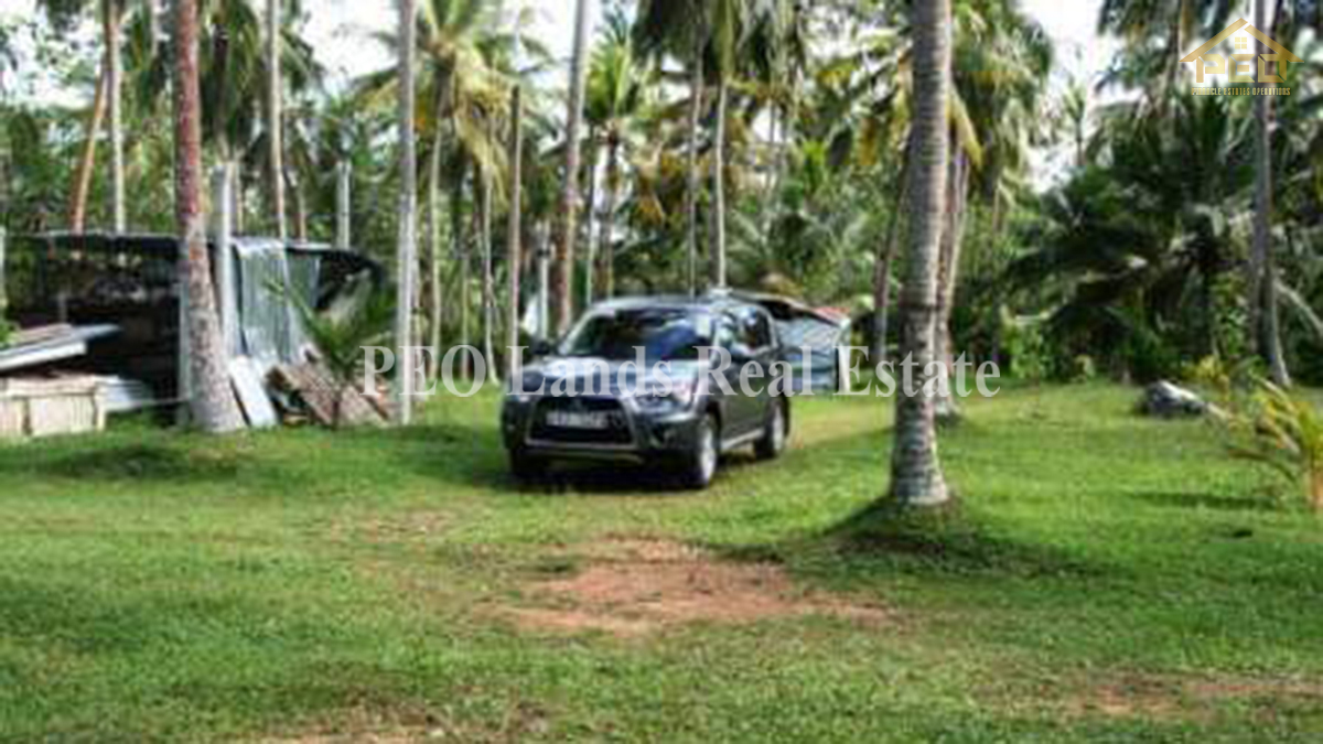 (DL486) 6 Acres Coconut Land for Sale Karandeniya