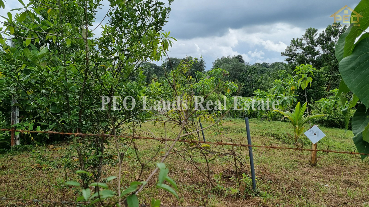 (ML258) 51.3 perch Land for Sale in Horana