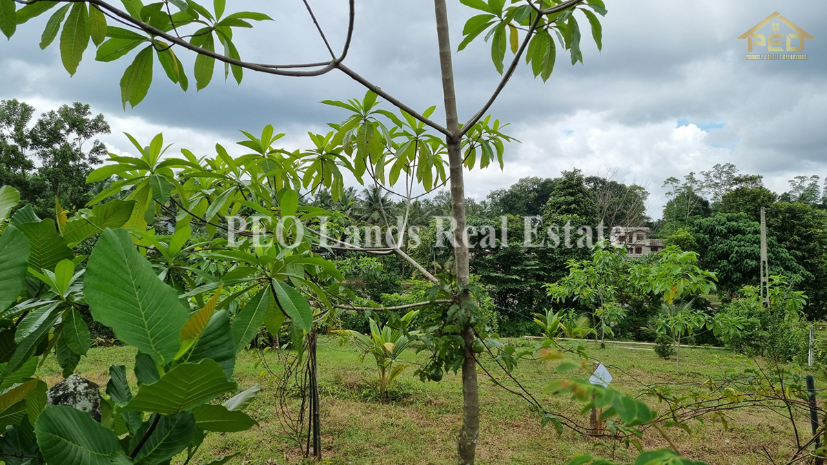(ML258) 51.3 perch Land for Sale in Horana