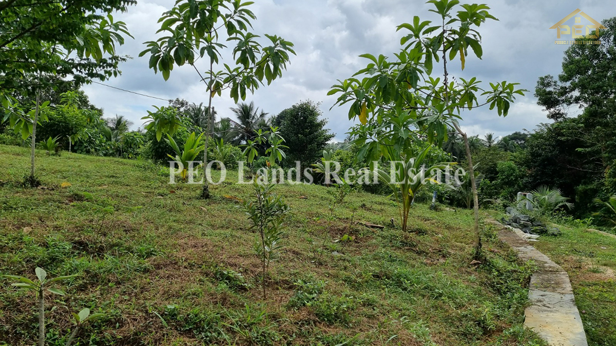 (ML258) 51.3 perch Land for Sale in Horana
