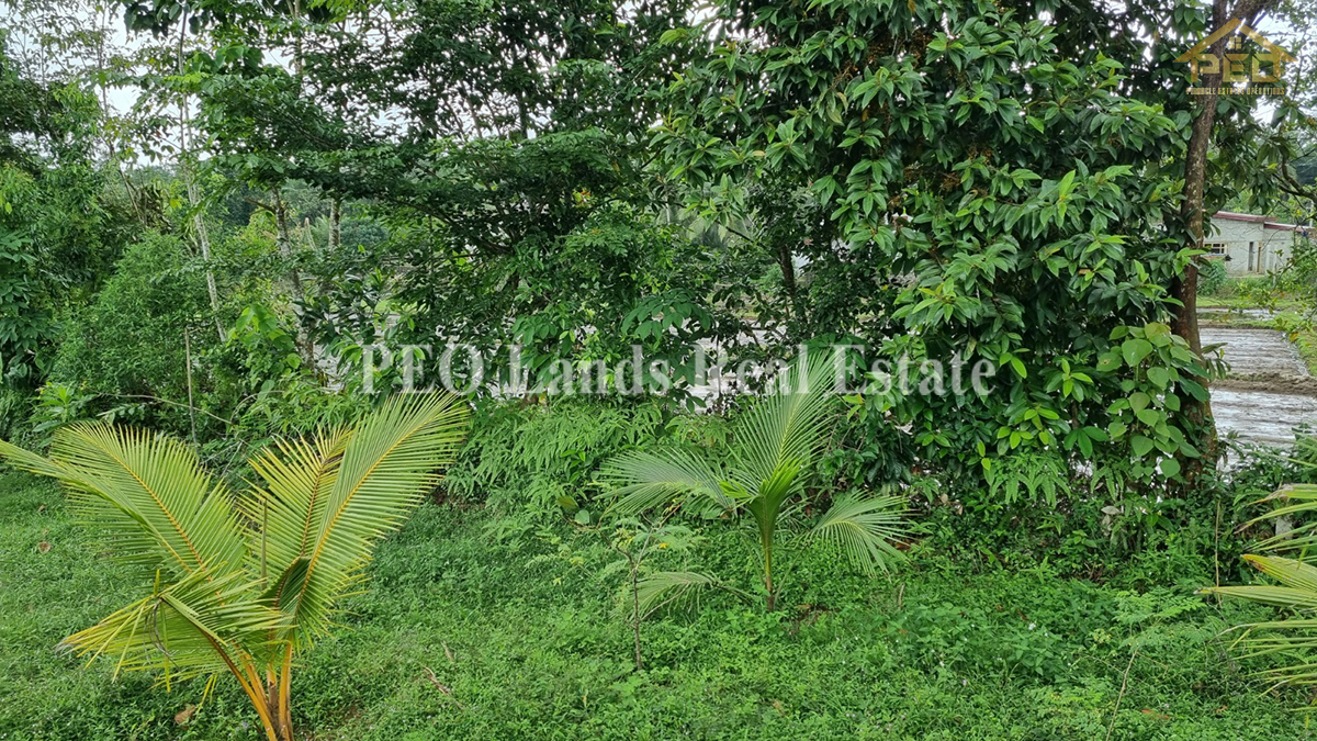 (ML258) 51.3 perch Land for Sale in Horana